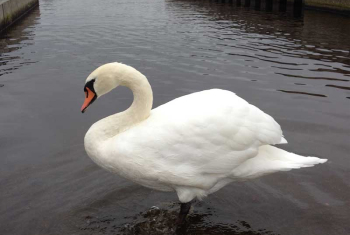 Mute Swan